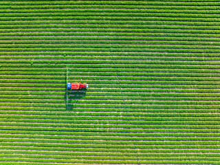 Farmers are using tractors to spray pesticides on peanuts.