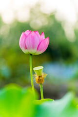 Lotus flower on the water