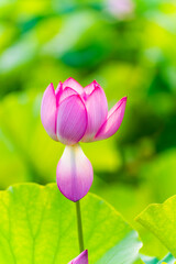 Lotus flower on the water