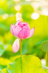 Lotus flower on the water