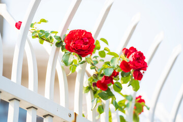 In the summer, rose is blooming
