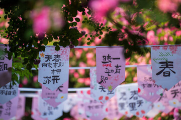 In the summer, rose is blooming
