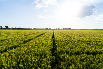Wheat is growing in the field ,The wheat fields are under the blue sky and white clouds