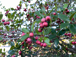 Tree branches with multiple clusters of red berries