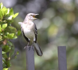 bird on a fence