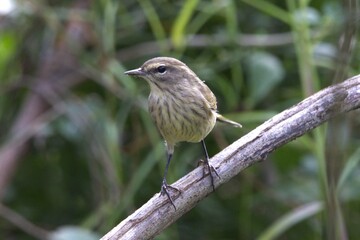 small bird robin on a branch