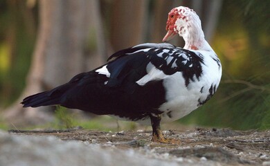 white duck in the park