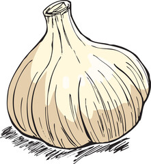 にんにく　イラスト　カラー