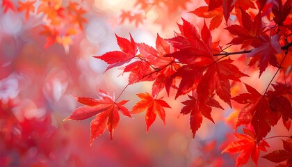 Fototapeta premium Close-up captures vibrant red leaves with soft, blurred background. Sunlight gently bathes them, suggesting autumn