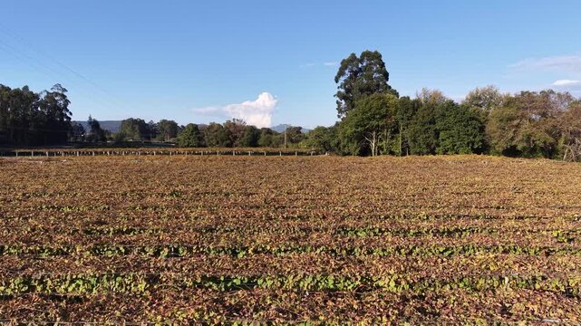 Albari&ntilde;o vineyard in cambados showing rows during autumn
