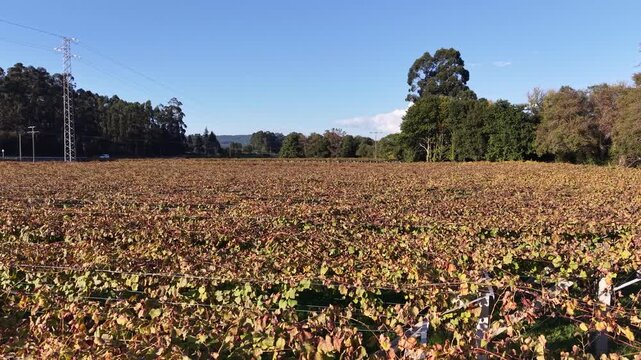 Albari&ntilde;o vineyard in cambados showing rows during autumn