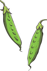 絹さや　イラスト　カラー