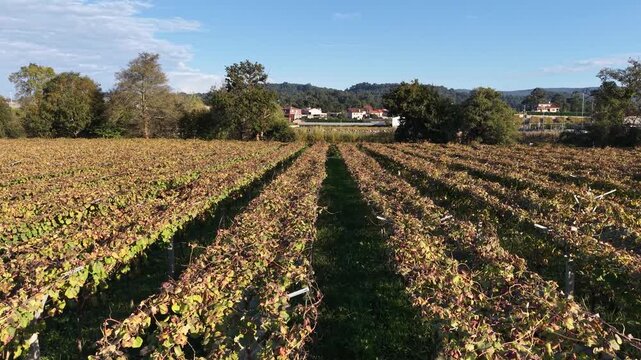 Albari&ntilde;o vineyard in cambados showing rows during autumn
