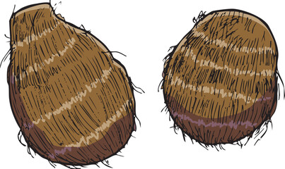 里芋　イラスト　カラー