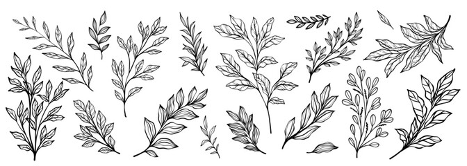 Set of branch and leaves collection. Floral hand drawn vintage set. Sketch line art illustration. Element design for greeting cards and invitations of the wedding, birthday