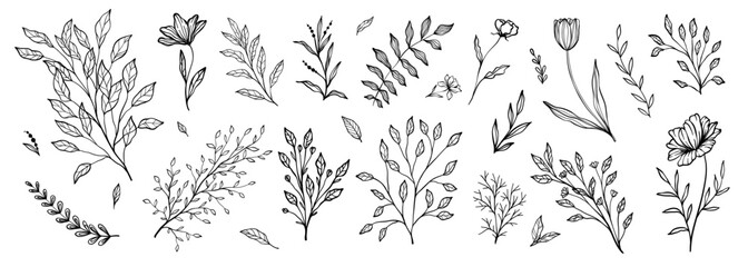 Set of branch and leaves collection. Floral hand drawn vintage set. Sketch line art illustration. Element design for greeting cards and invitations of the wedding, birthday © Hulinska Yevheniia
