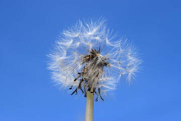 Fototapeta premium dandelion seeds on a blue sky background