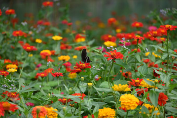 a black butterfly in the field of red Zinnia elegans flowers blossom in the garden