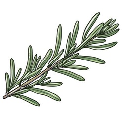 Fototapeta premium Rosemary sprig, isolated for cooking, aromatherapy, or beauty on white background