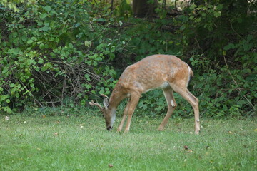 Obraz premium Buck in the Wild 
