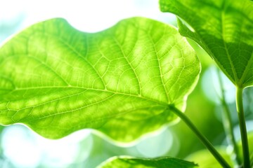 Obraz premium Sunlit Green Leaf Veins Detail