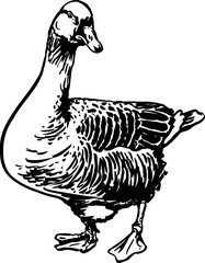 Graceful Goose Walk