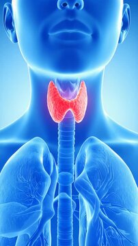 3D medical visualization of the human lungs, trachea and thyroid anatomy in glowing blue with red highlighted gland