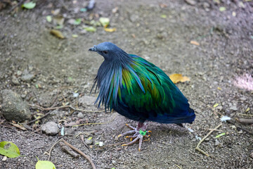 A maned pigeon on the ground in the forest