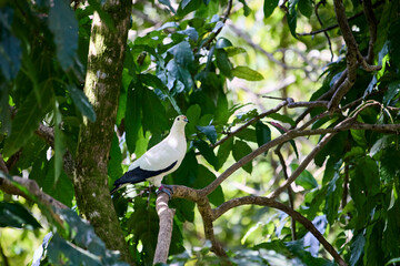 A colorful imperial pigeon on a branch in the jungle