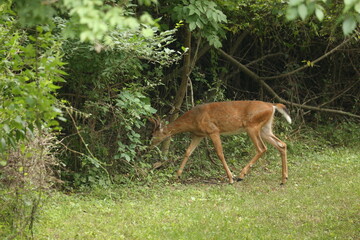 Fototapeta premium Young Buck