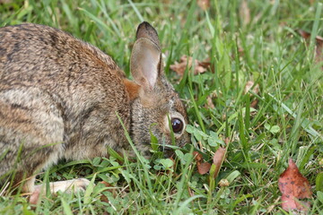 Fototapeta premium Roger Rabbit
