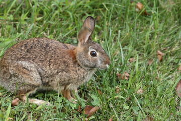 Fototapeta premium Roger Rabbit