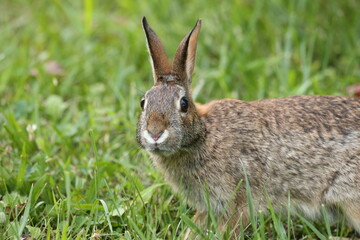 Fototapeta premium Roger Rabbit