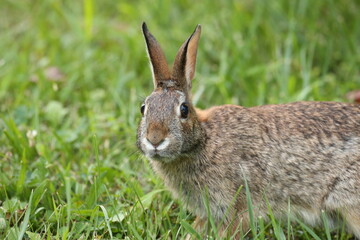 Fototapeta premium Roger Rabbit