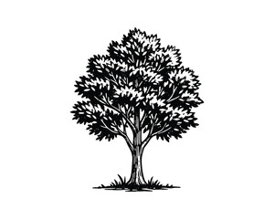 Obraz premium Summer tree nature plant leaves foliage engraving design element