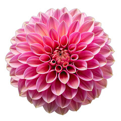 pink dahlia isolated on white