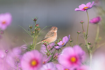 コスモスに止まるノビタキ