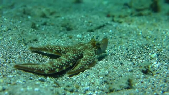 Underwater starfish on sandy seabed marine life concept stock footage