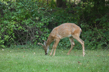 Young Buck Playing with Doe