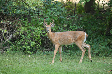 Young Buck Playing with Doe