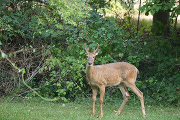 Buck During Golden Hour