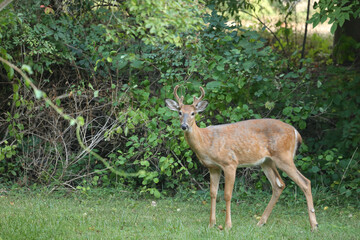Buck During Golden Hour