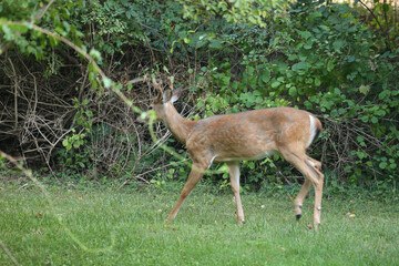 Buck During Golden Hour