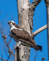 Osprey looking out for fish