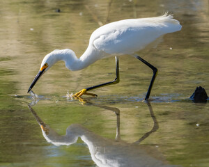 Snowy Egret looking for a meal
