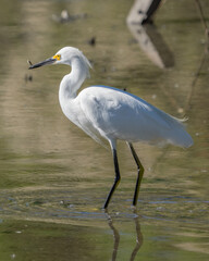 Snowy Egret looking for a meal