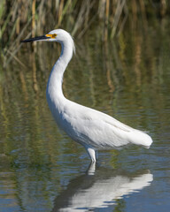 Snowy Egret looking for a meal