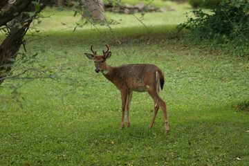 Young Buck Playing with Doe