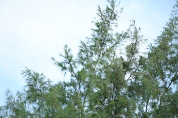 Casuarina tree branches with soft green needles swaying against a light blue sky, creating a peaceful and natural seaside atmosphere