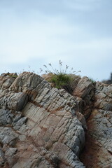 Layered rock formation with small patches of grass growing through its cracks, symbolizing the harmony and resilience of nature.
